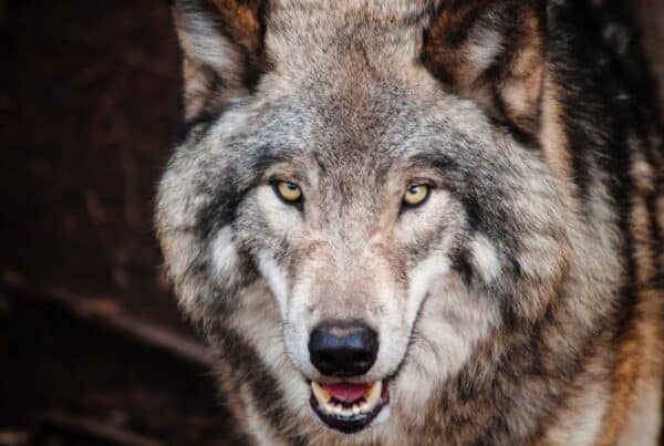 Großer böser Wolf